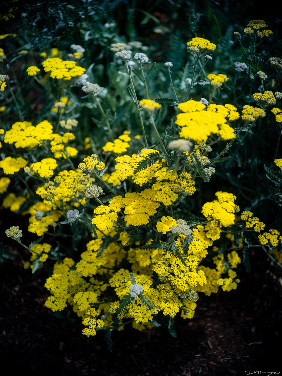 Pretty things that I wanted to take pictures of around Berkeley in 2023.